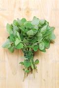 Origanum majorana   Origanum majoranoides